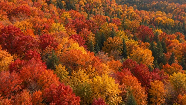 Autumn forest aerial