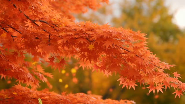 Autumn leaves falling