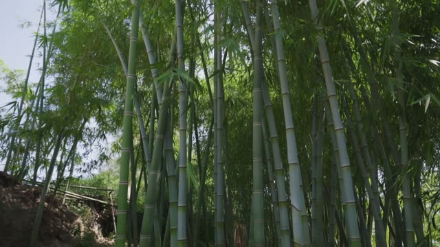 Bamboo forest