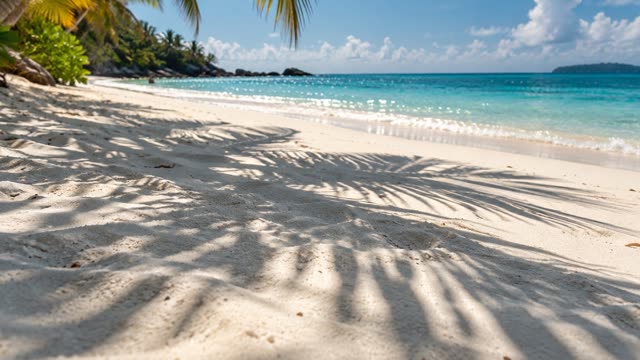 Beach palm shadows