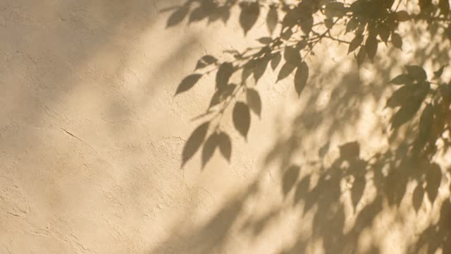 Botanical shadows wall