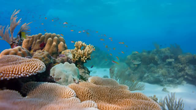 Coral reef fish