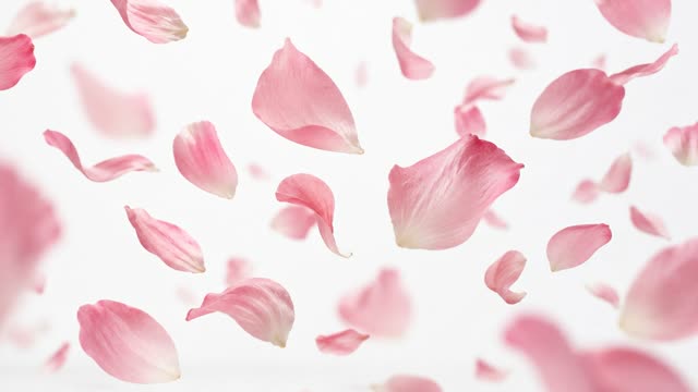 Flowers falling studio
