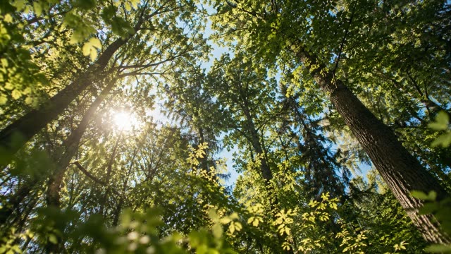 Forest canopy looking up