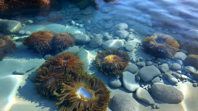 Tide pool macro